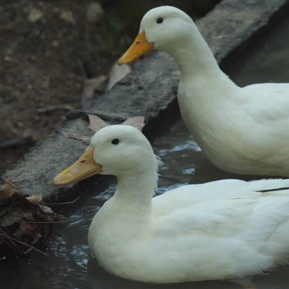 Sunlit Supper – 11 oz Ceramic Mug, Original Art by Roberta Pacino