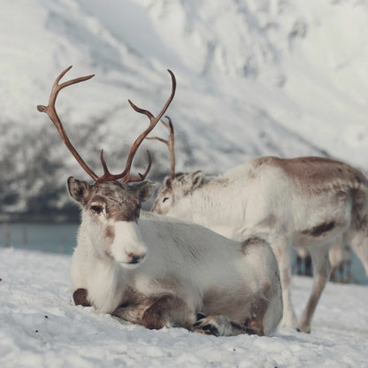 Roxy Reindeer’s Winter Crown – 5×7 Holiday Greeting Card, Blank Inside, Original Art by Roberta Pacino
