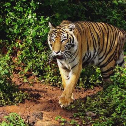 Vito Stripes – 5x7 Greeting Card, Single or 10-Pack, Original Art by Roberta Pacino